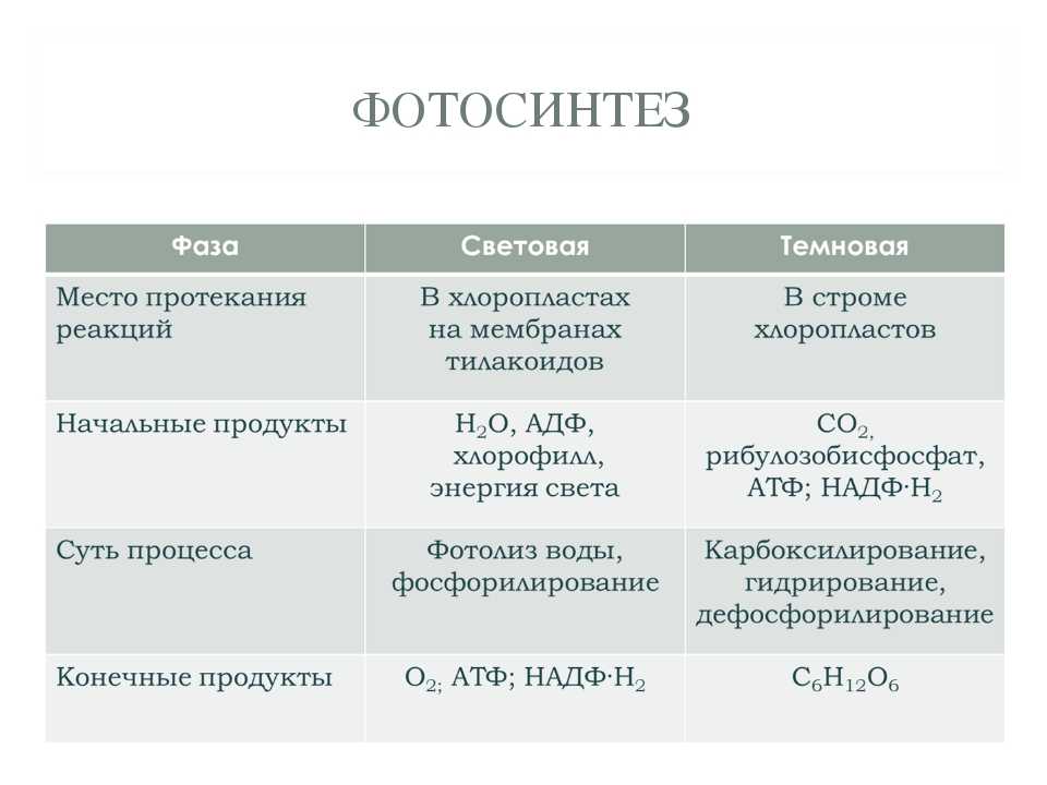 Фотосинтез - это химический процесс, посредством которого растения, некоторые бактерии и водоросли производят глюкозу и кислород из углекислого газа и
