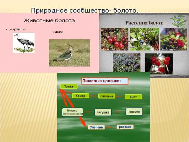 Животные лесной зоны россии: ежи, лисы, волки, барсуки и тигры :: syl.ru