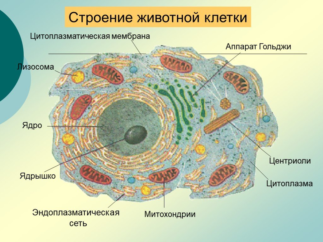 Организация строения клеток