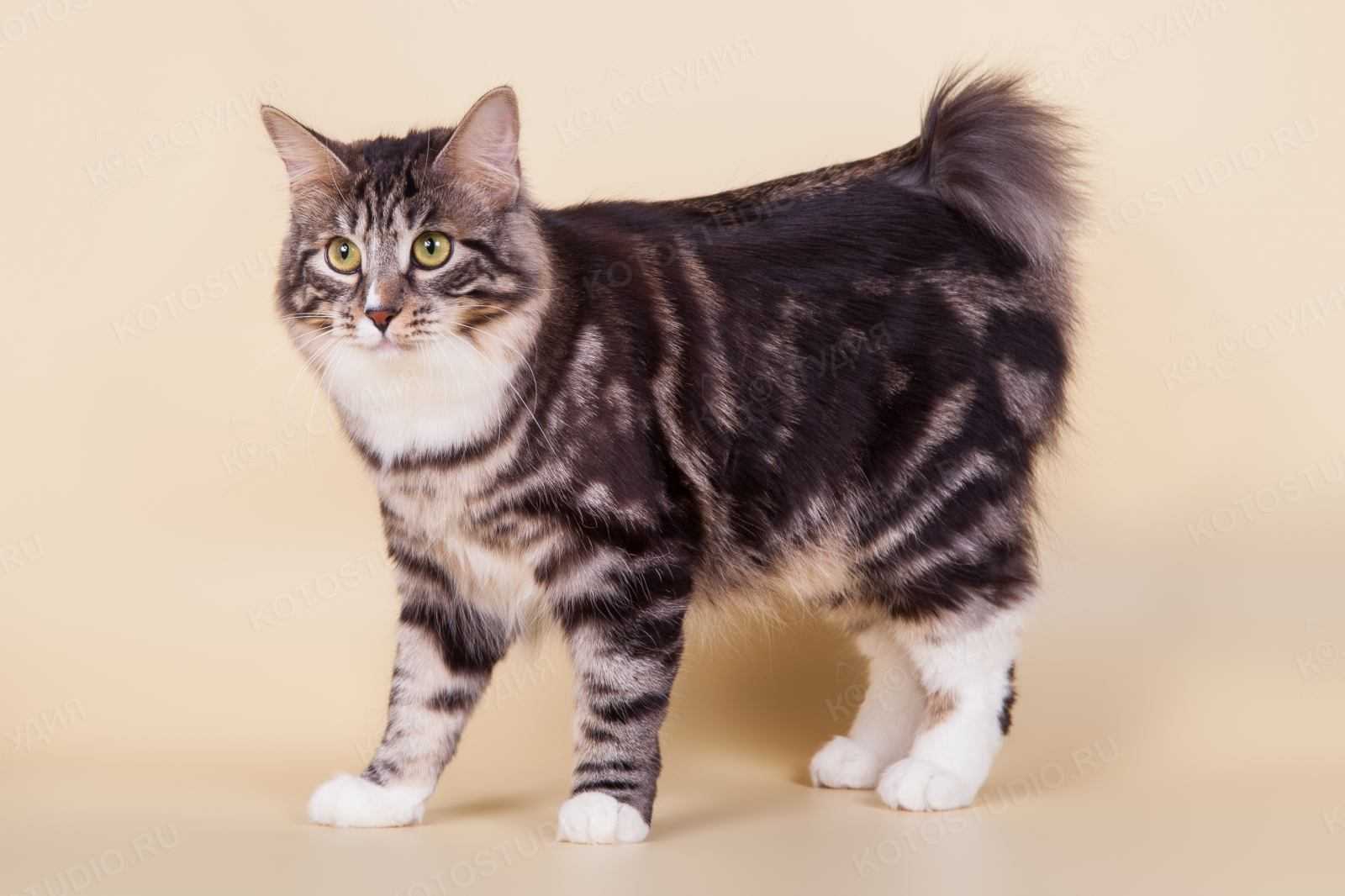Необычные породы кошек – без хвоста, короткохвостые и с загнутыми назад ушами: названия, описание и фото