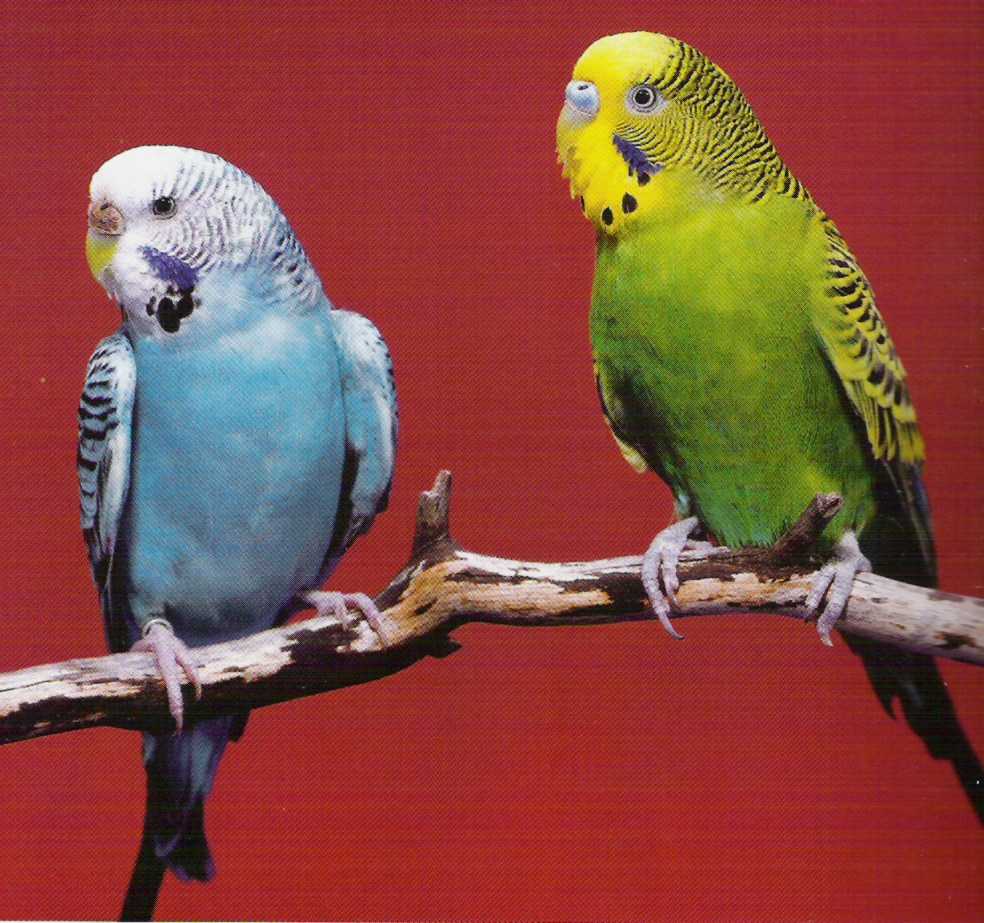 Сколько живут попугаи и как можно продлить их жизнь