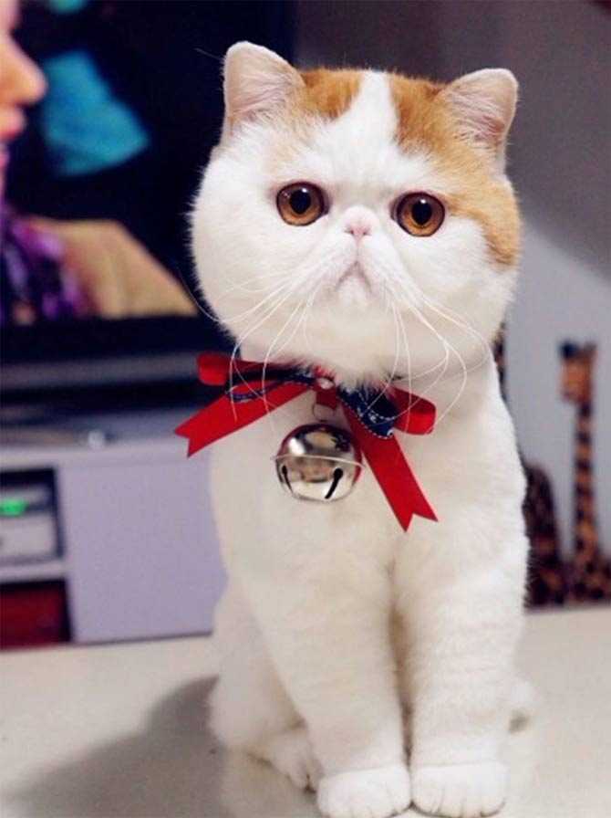 Кот снупи: порода популярного котика, описание, уход, стоимость
