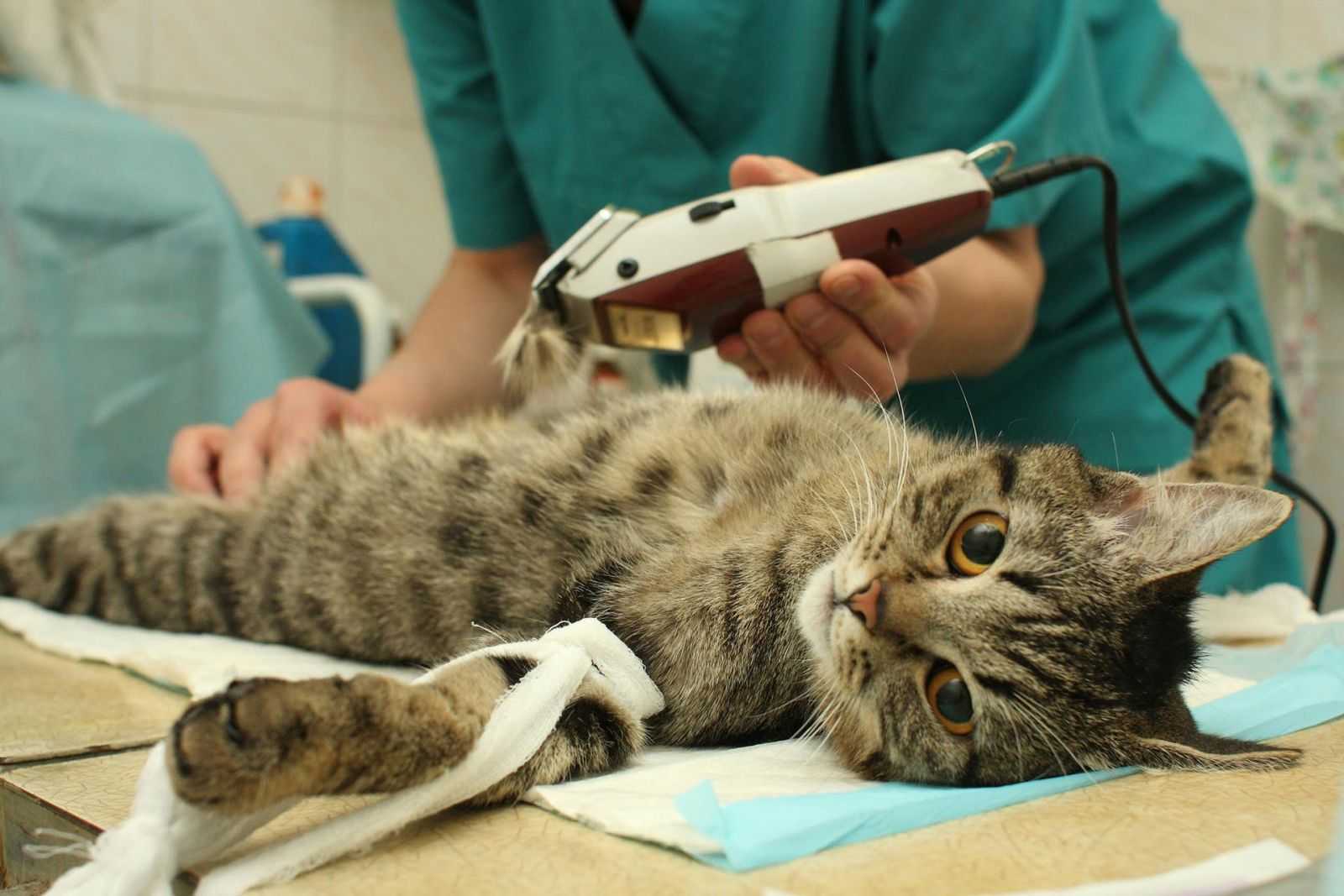 Стоит ли проводить операцию по удалению когтей у кошки и как это может повлиять в дальнейшем на поведение и жизнь домашнего животного