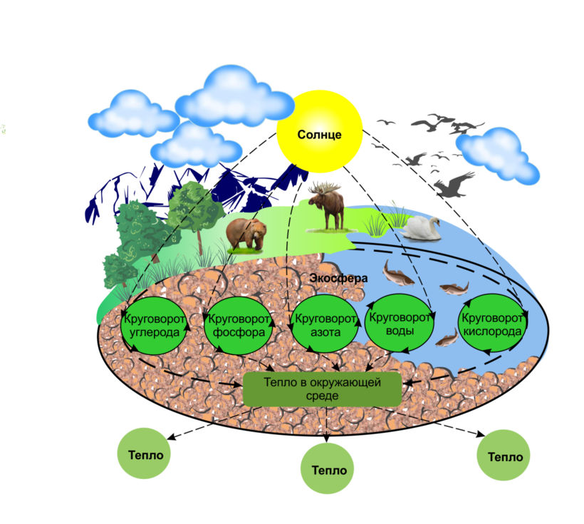 Экологическая система — понятие, суть, типы и уровни