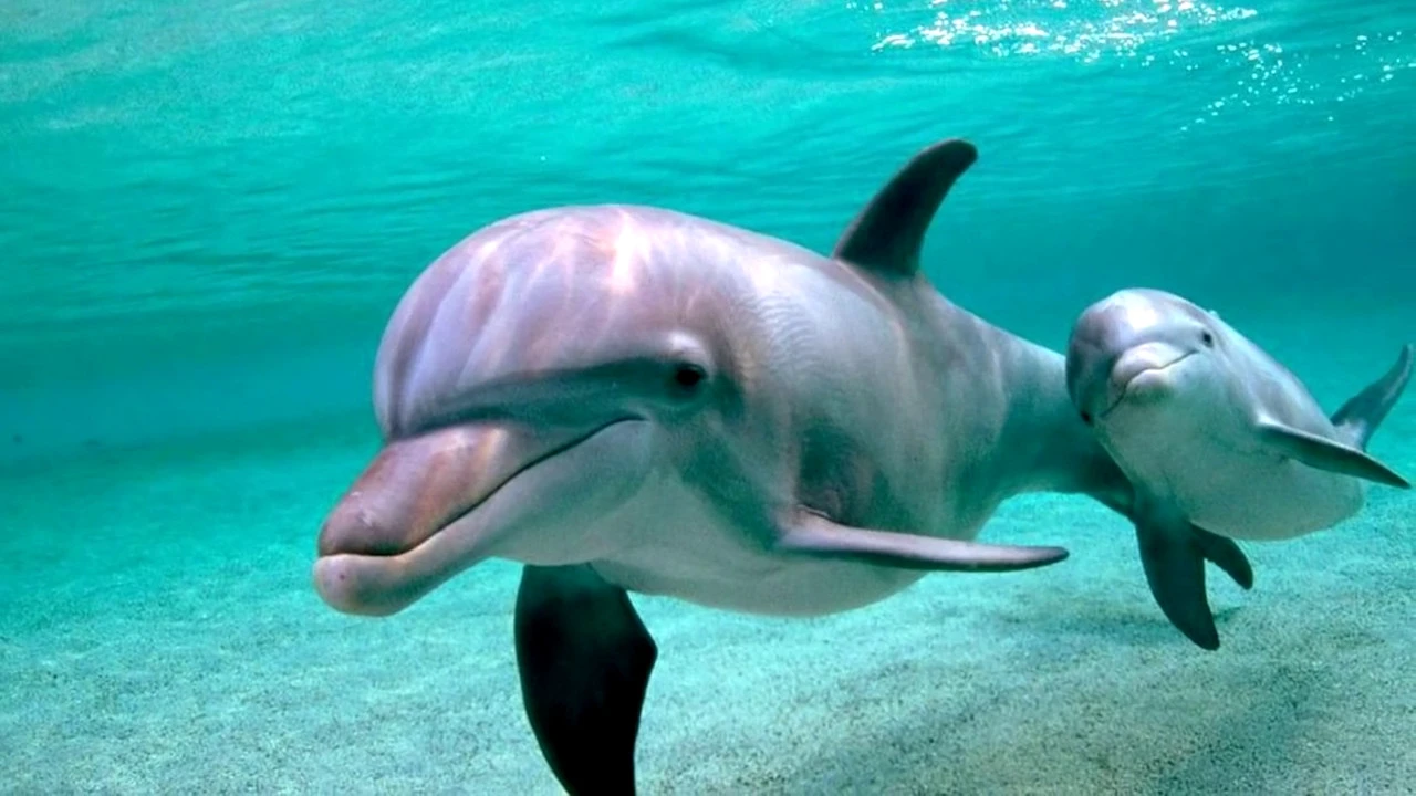 Интересные факты о дельфинах – 7 фактов о дельфинах