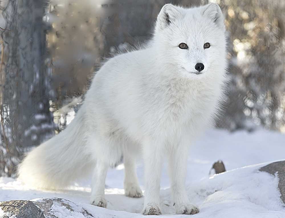 Животное песец: как выглядит и где живет полярная лисица