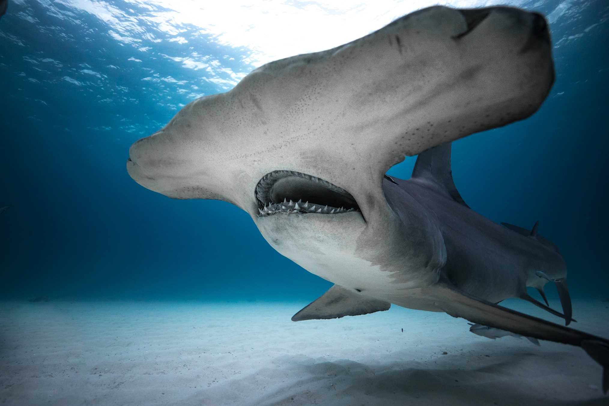 Какие виды акул самые опасные для человека – список, фото и описание