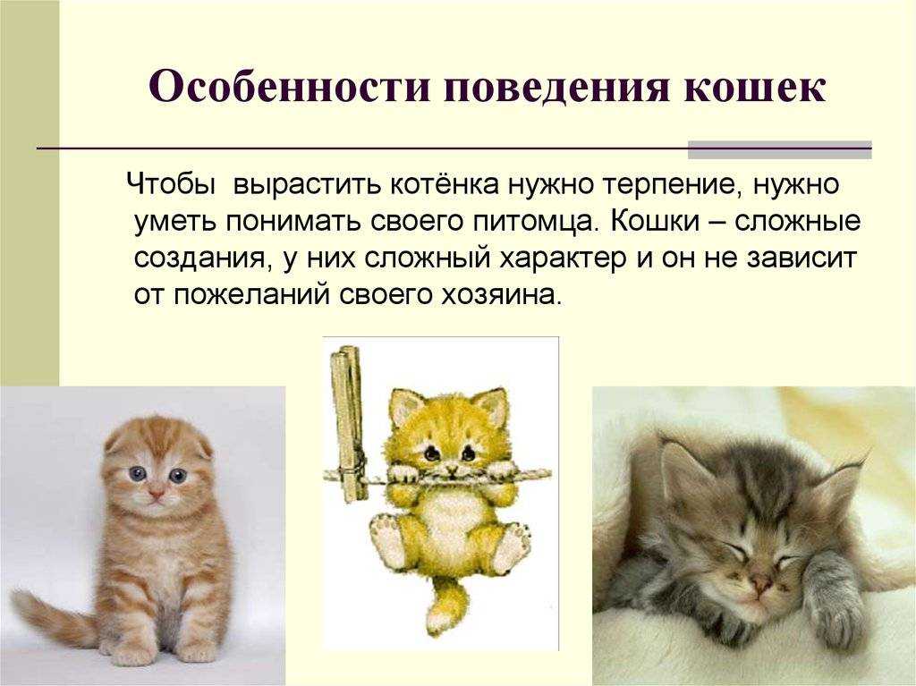 Кошка или кот - кого выбрать?