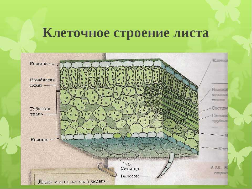 Какие клетки образуются листовую пластинку