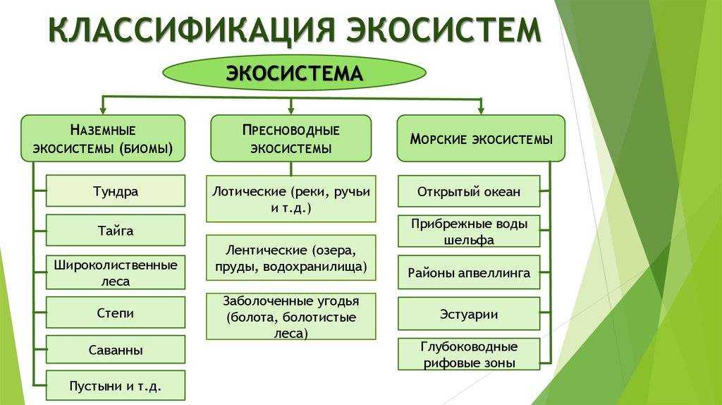 Экосистема - определение, структура, типы, свойства