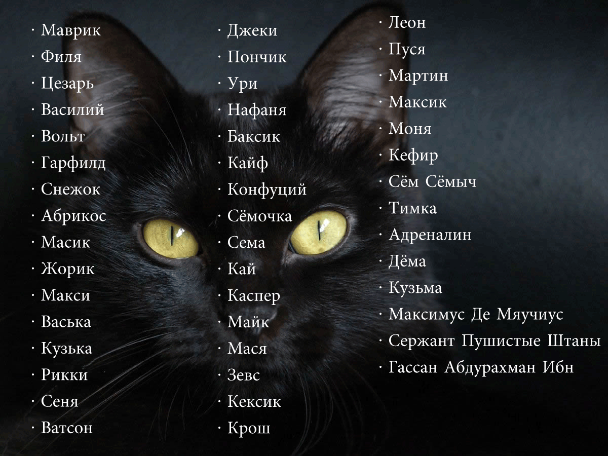 Как назвать черную кошку девочку и мальчика: 798 легких смешных имён на 2022 год