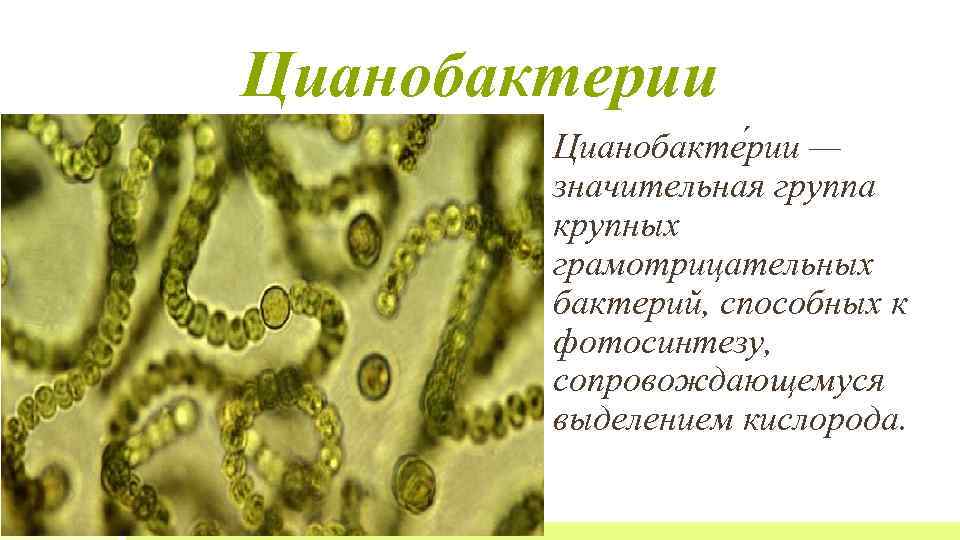 Цианобактерии встречаются в составе лишайников