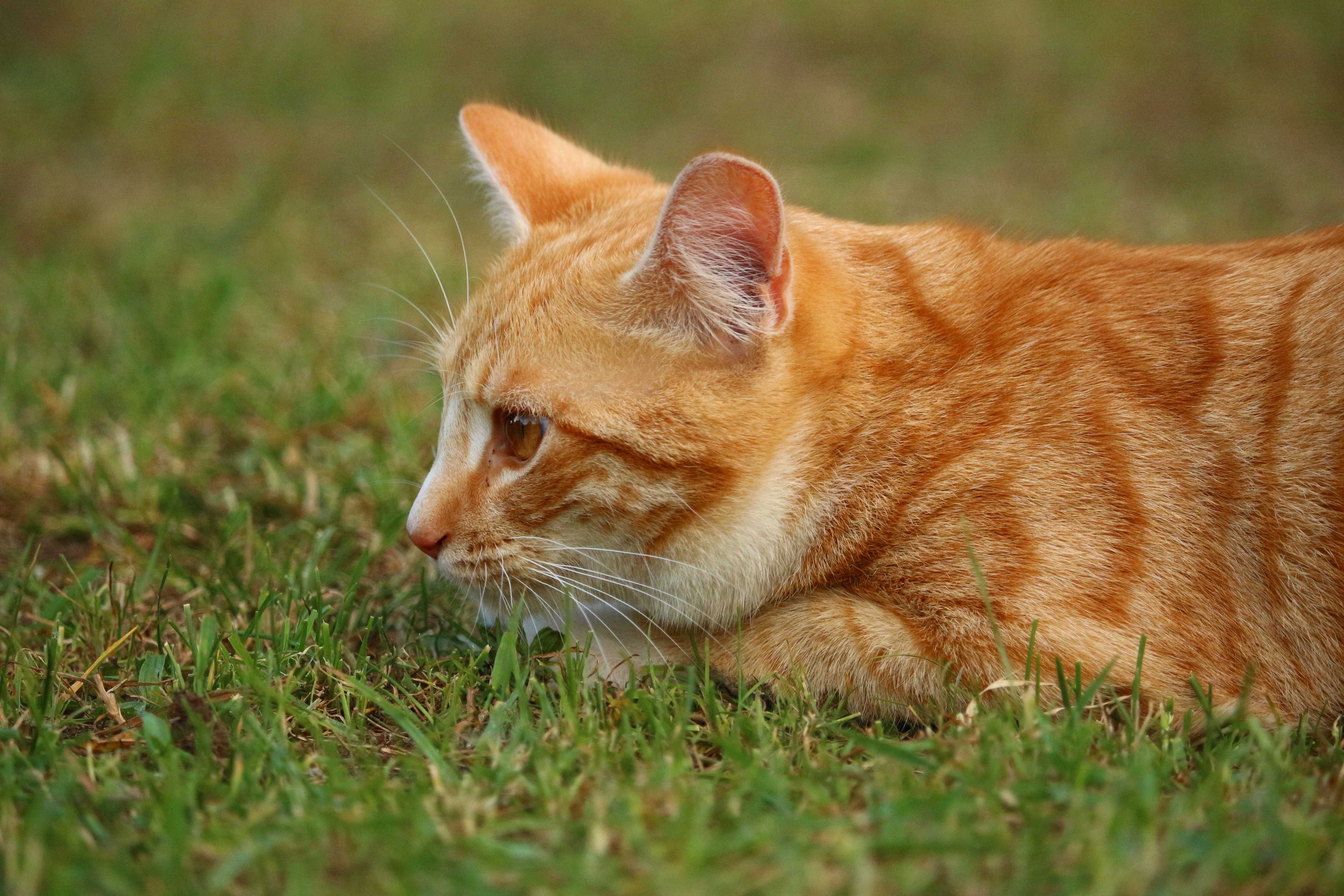 Почему не бывает рыжих кошек-девочек и верно ли такое утверждение