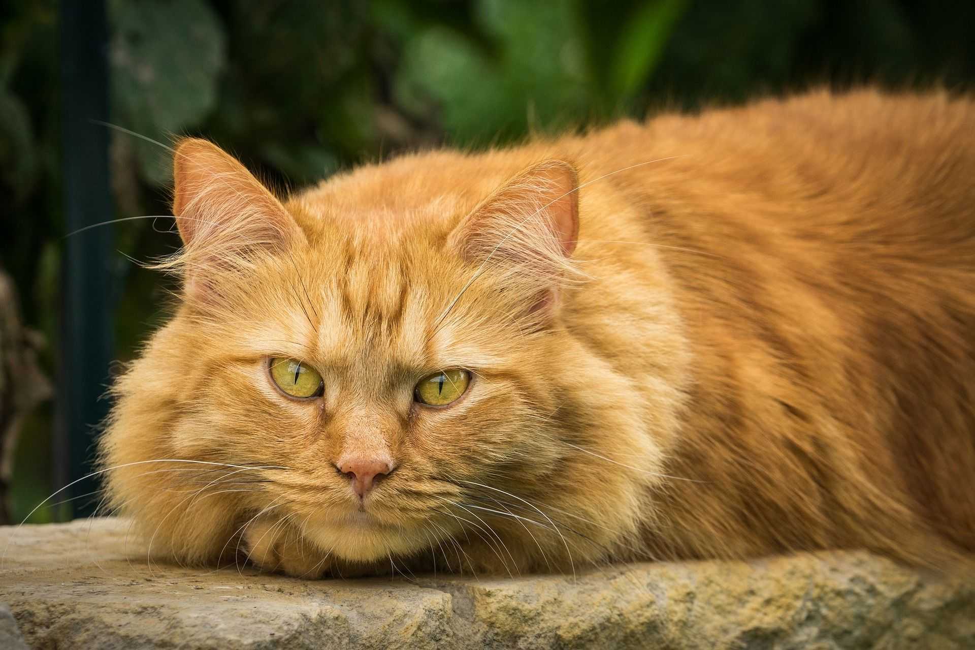 Рыжие кошки очень популярны И неудивительно ‒ этот распространённый кошачий окрас радует глаз и поднимает настроение Рыжики часто встречаются на улицах, но их можно увидеть и на любой кошачьей выставке