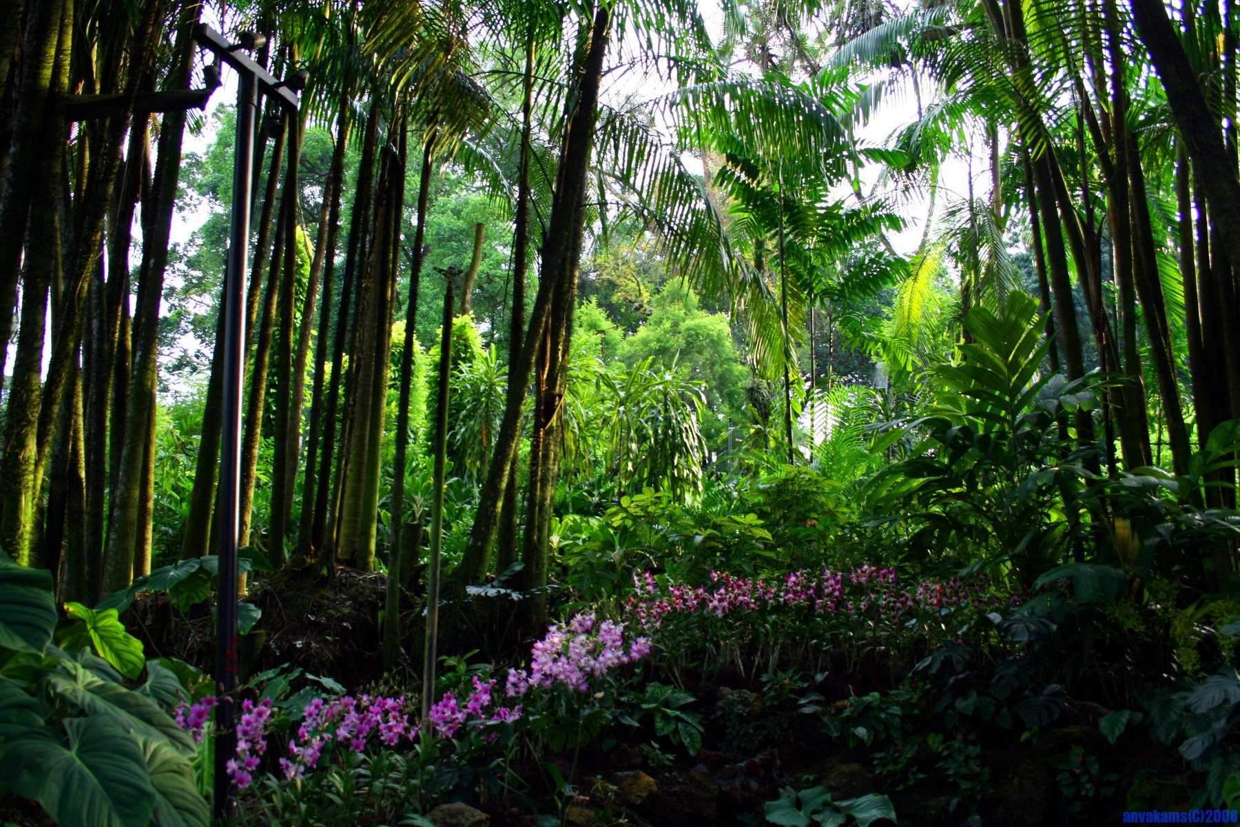 Самые красивые леса планеты: топ-10 известных лесов [+фото]
