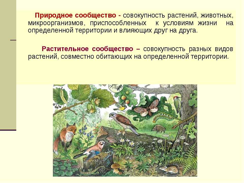 Природное сообщество это 5 класс биология. Природные сообщества. Организмы в природных сообществах. Понятие о природном сообществе. Доклад о природном сообществе.