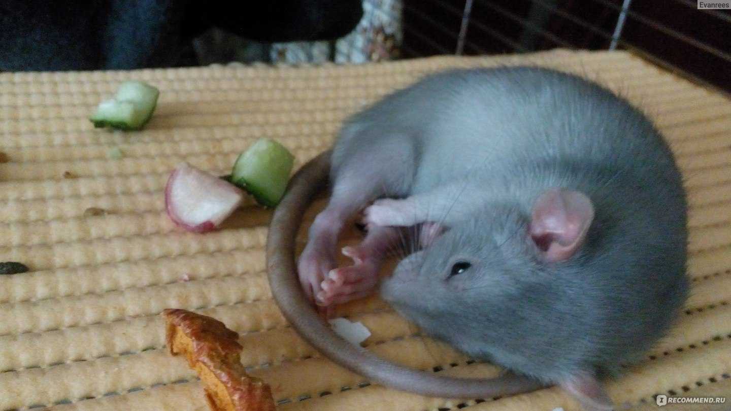 Можно ли крысам бананы, в каких количествах? питание декоративных крыс