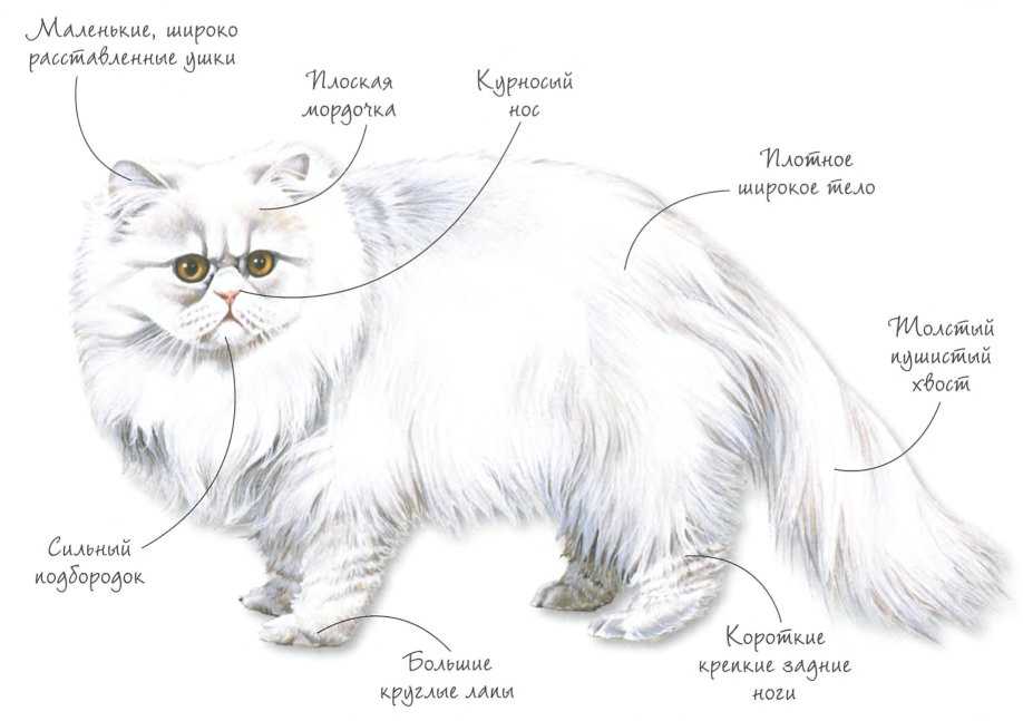 Длинношерстные кошки: названия пород с фото и описанием, уход