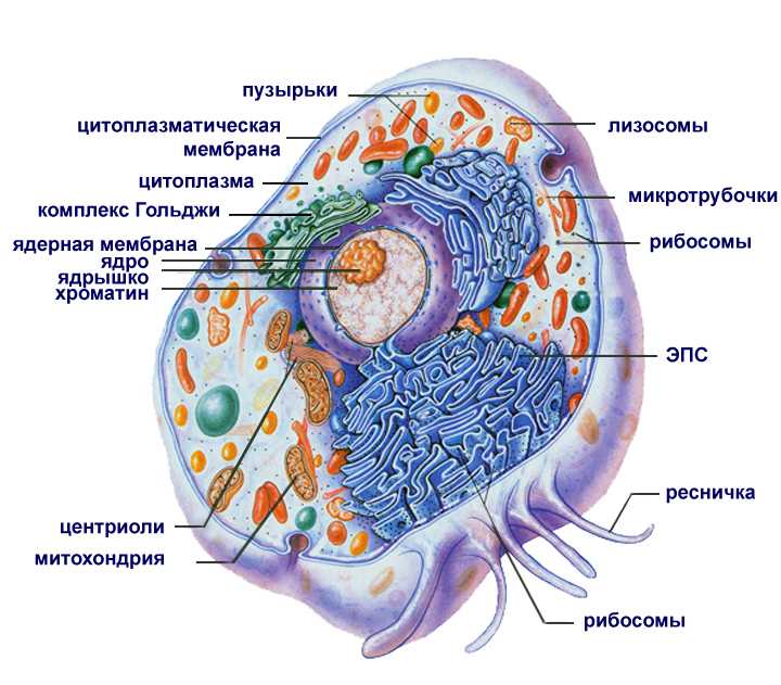 Определение, функции и структура клеточного ядра