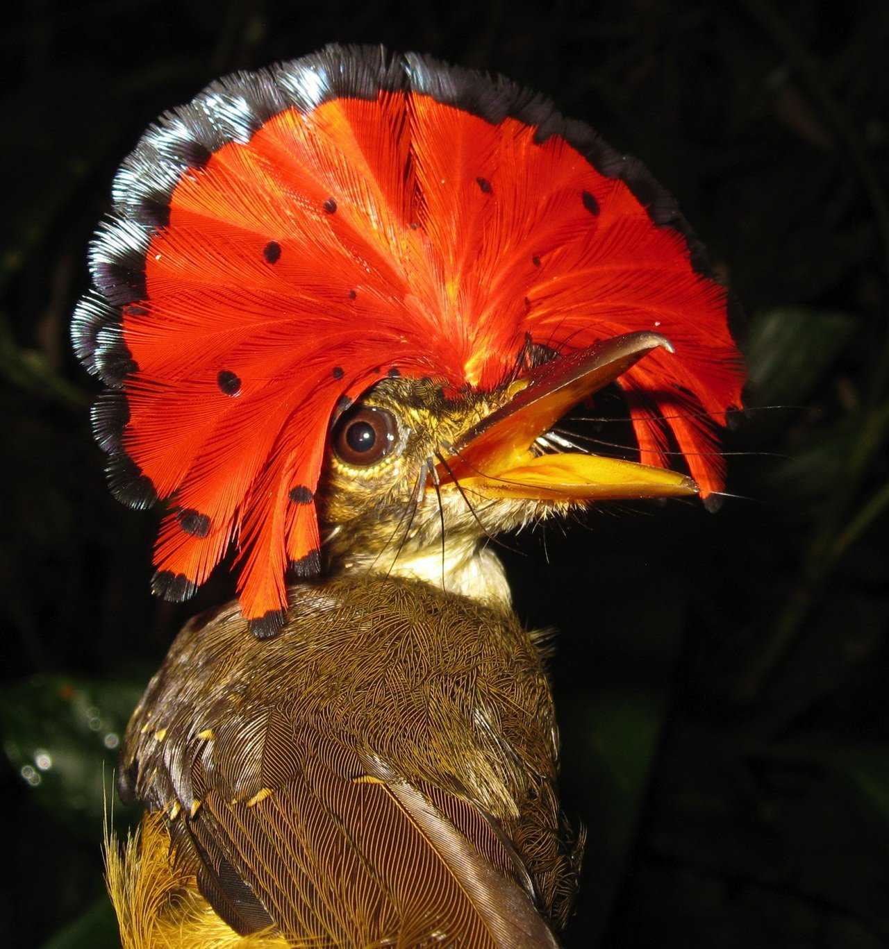 Топ 16 самых маленьких видов птиц в мире - названия, описание и фото — природа мира