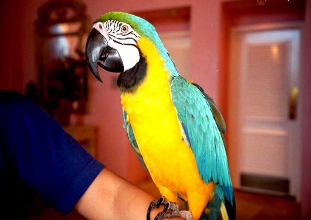 Как научить волнистого попугая говорить? мир хвостатых - журнал о домашних питомцах.