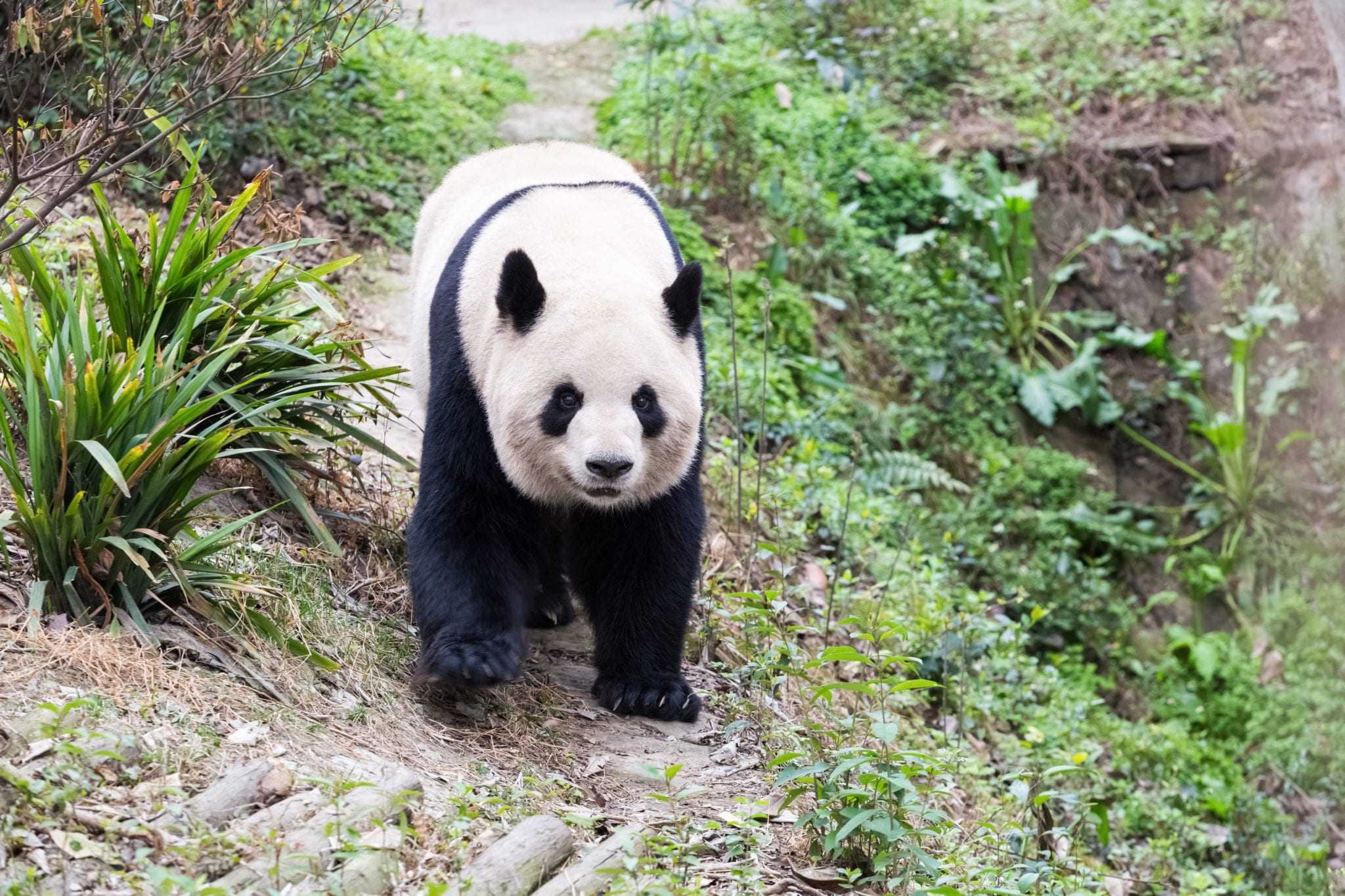 Панда - 94 фото неверотяно милого китайского бамбукового медведя