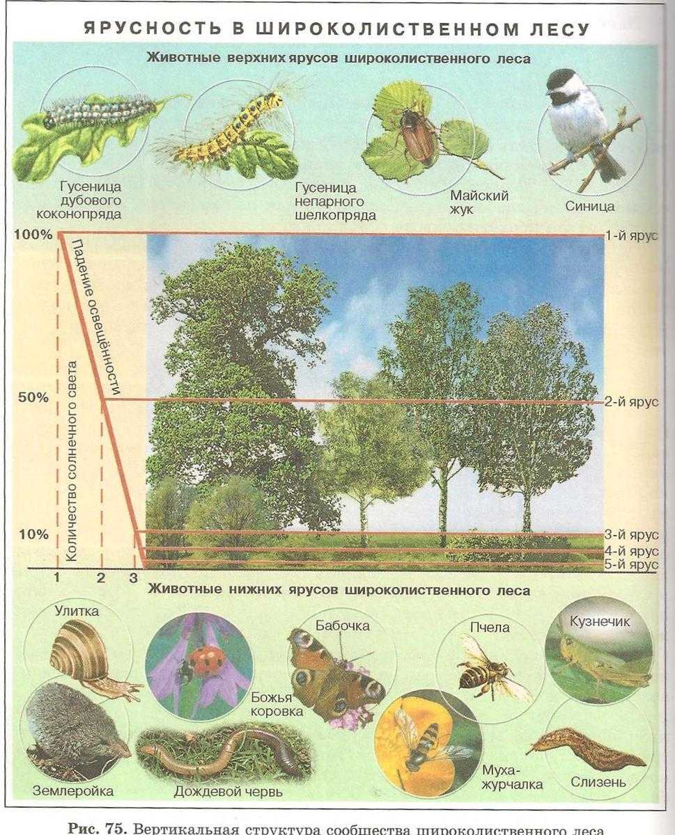 Экосистема (биогеоценоз), ее компоненты