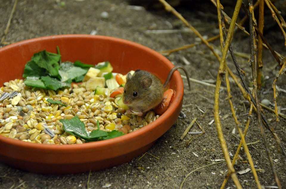 Что едят мыши: в природе и в домашних условиях