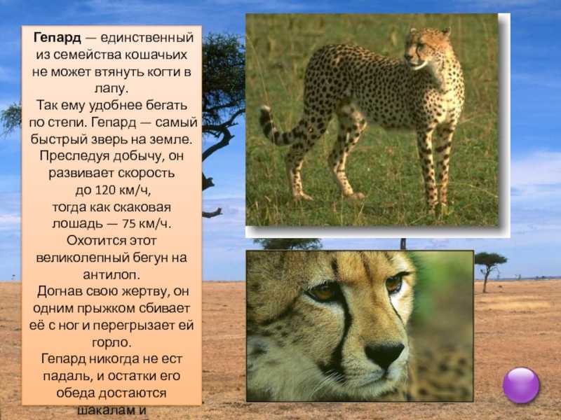 Гепард в дикой природе: характеристики, места обитания, образ жизни, питание и размножение гепардов