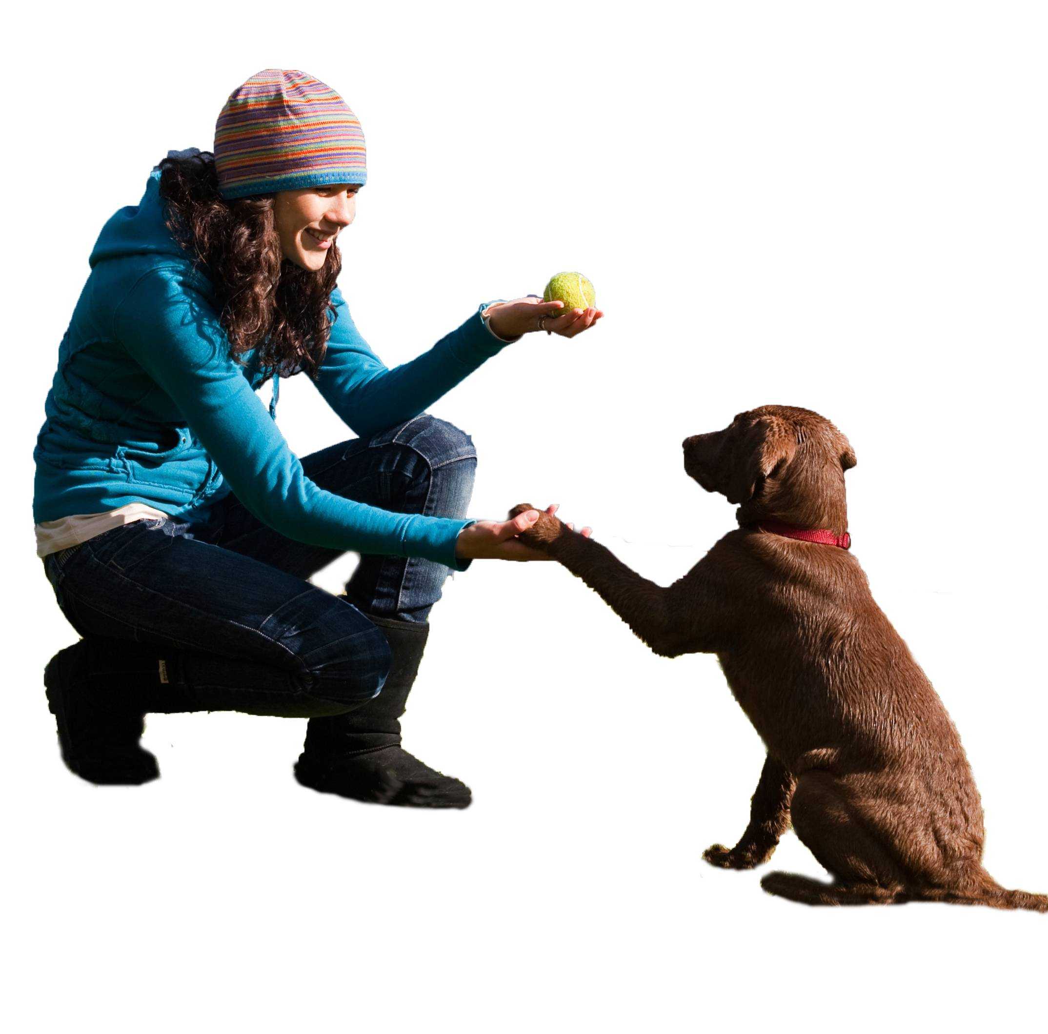 Существует несколько способов как можно предотвратить или исправить прыжки собаки на людей Если у вас щенок, это поведение можно устранить с помощью последовательного обучения