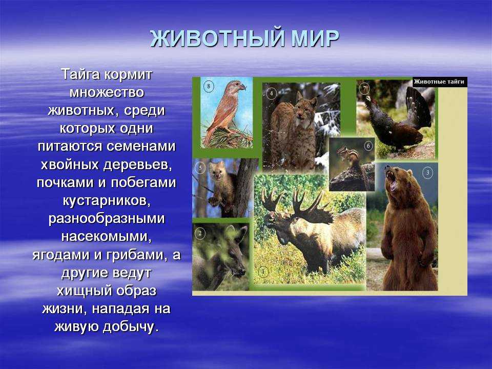 Животные тайги. описание, названия и особенности животных тайги | живность.ру