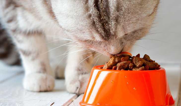 15 советов, которые облегчат жизнь кошкам в доме и сделают их счастливее