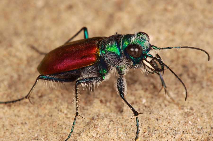 Самое быстрое насекомое в мире. самые быстрые животные в мире самое быстрое насекомое на земле