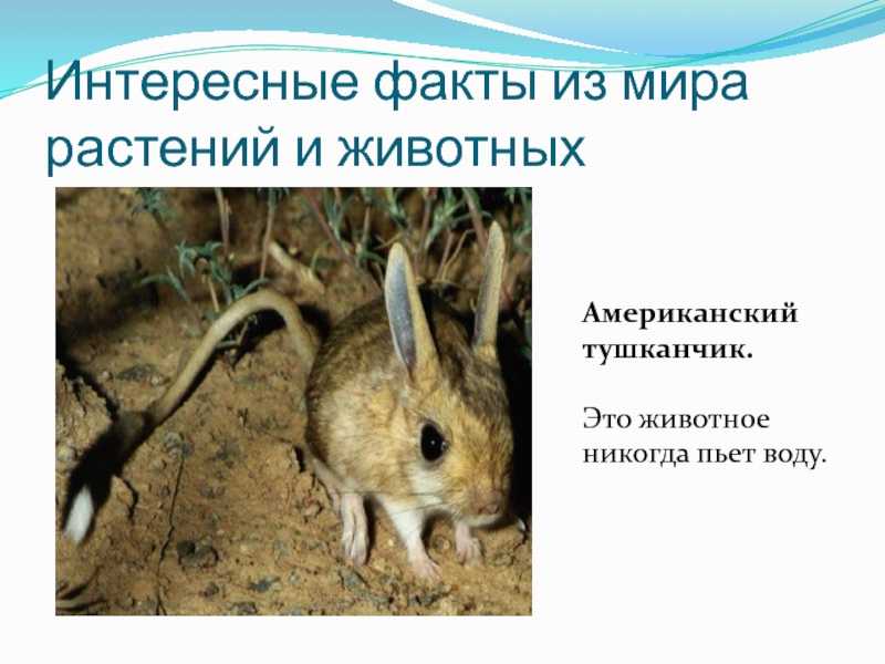 Животные пустыни россии: описание типичных обитателей природной зоны