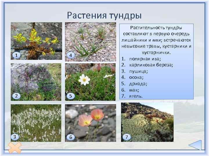 Растения тундры. какие растения встречаются в тундре?