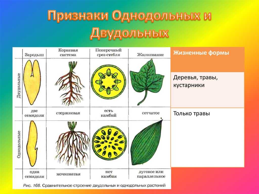Двудольные растения - признаки семейства, виды и примеры, особенности, строение и значение