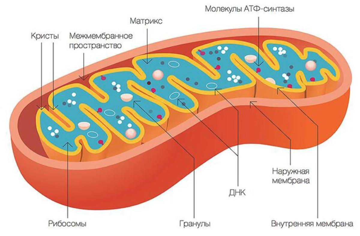 Митохондрия: какие основные функции выполняет в клетке, происхождение, строение и значение