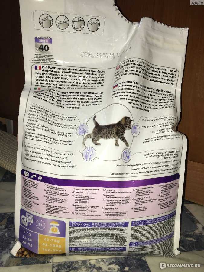 Лучший корм и особенности питания беременных и кормящих кошек