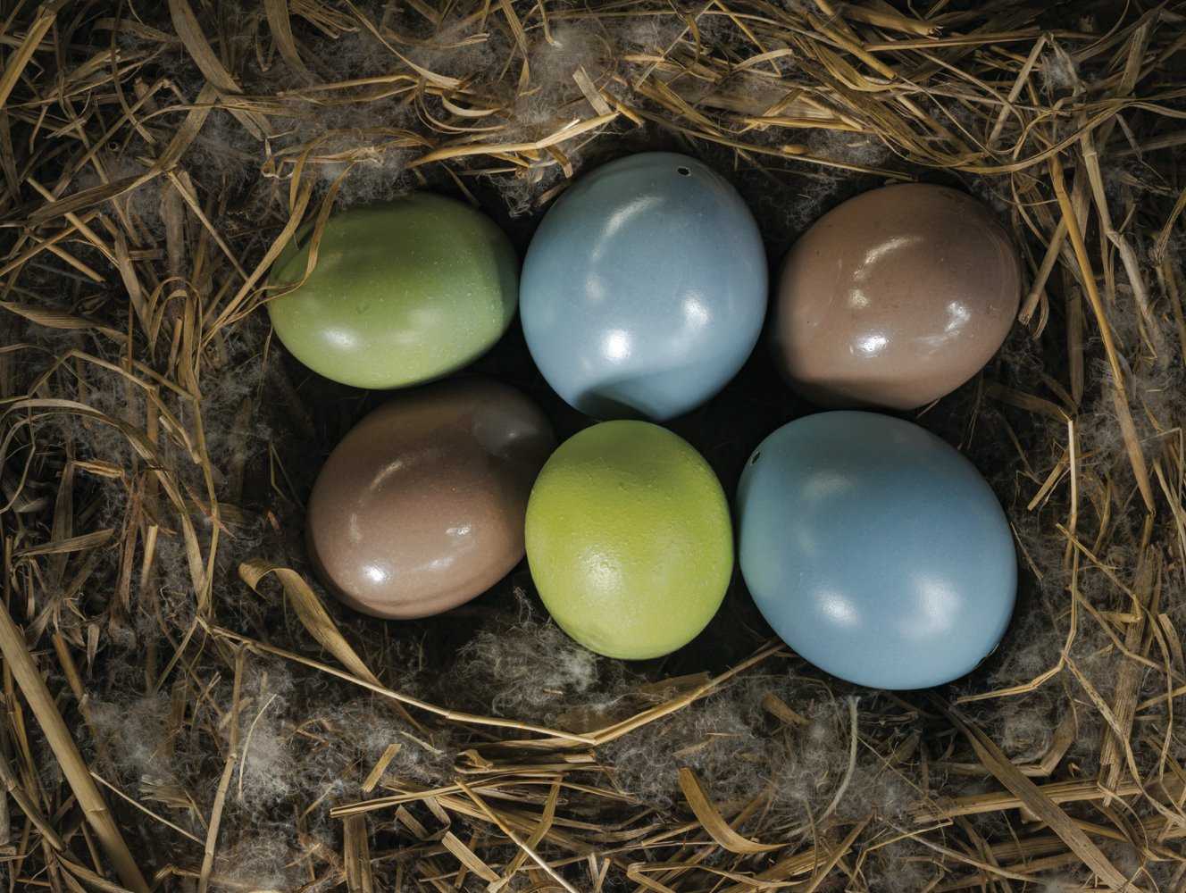 Яйцекладущие, живородящие и яйцекладущие животные (с примерами)