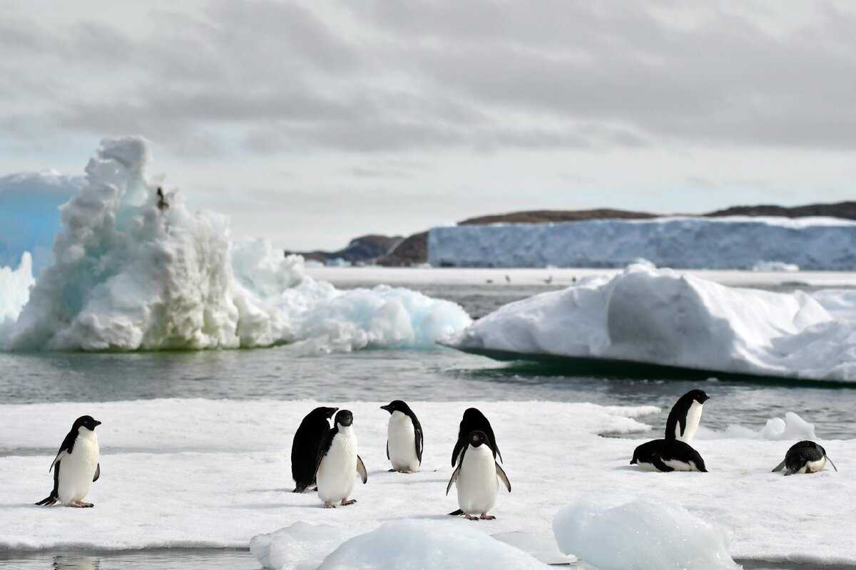 Где живут пингвины - в арктике или антарктике, чем питаются?