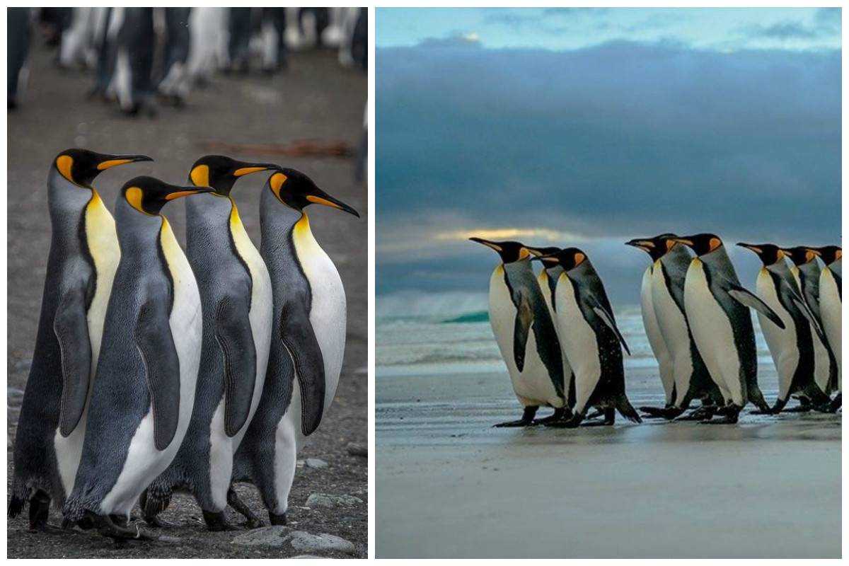Самые красивые пингвины: описание и фото