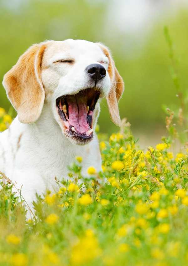 Собака чихает и фыркает, чем лечить: сопли, насморк и кашель