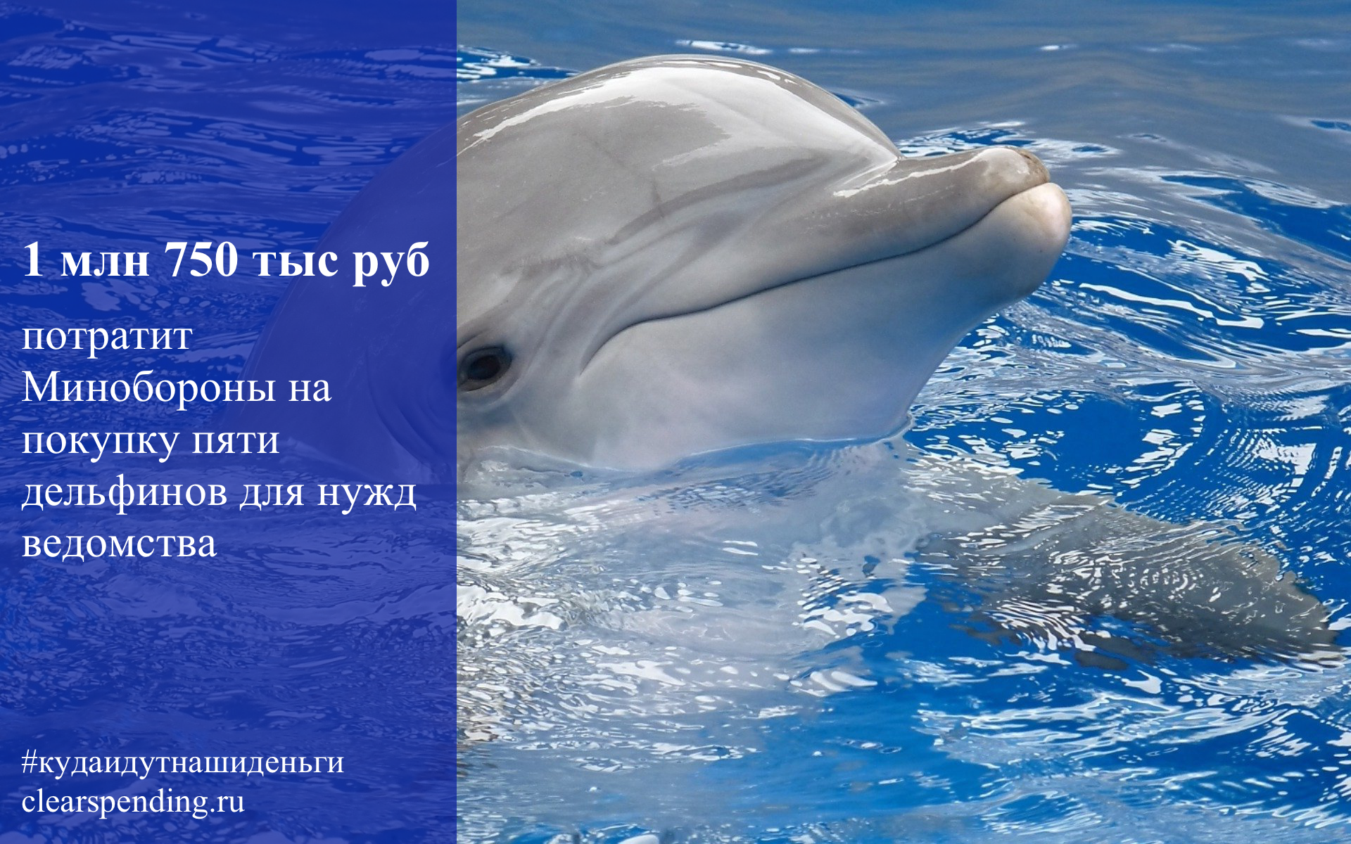 Дельфины – не рыбы и другие интересные факты об этих китообразных