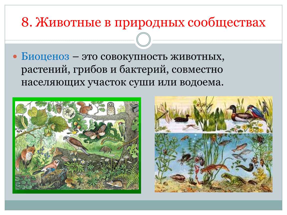 Животные лесной зоны россии