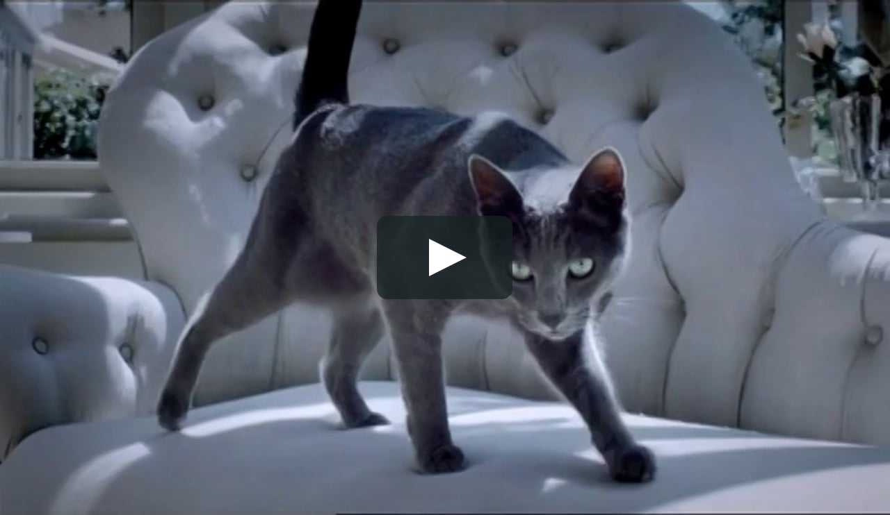Видео бесполезно. Кошка Шеба порода. Реклама Sheba 2020. Кот из рекламы Шеба. Кот из рекламы корма Шеба.