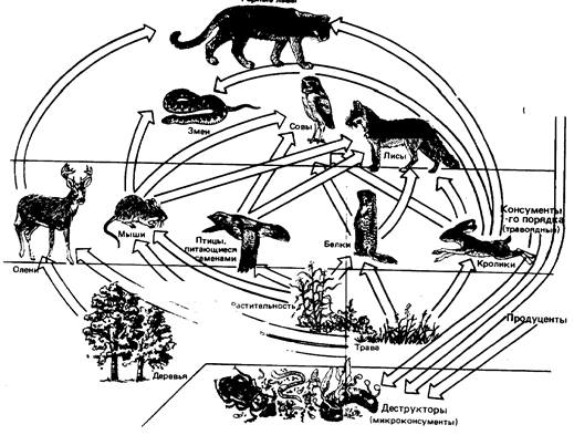 Экосистема — характеристика, виды, структура, компоненты и факторы — природа мира