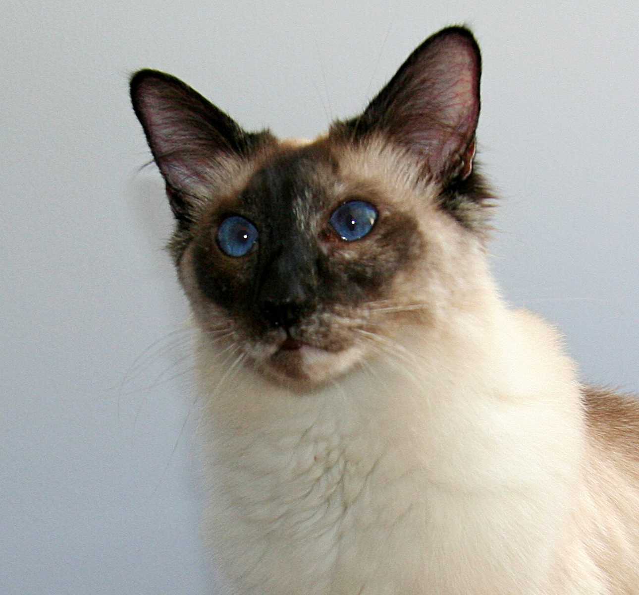 Порода кошки балинез, балийская или балинезийская кошка: характеристики, фото, характер, правила ухода и содержания - petstory