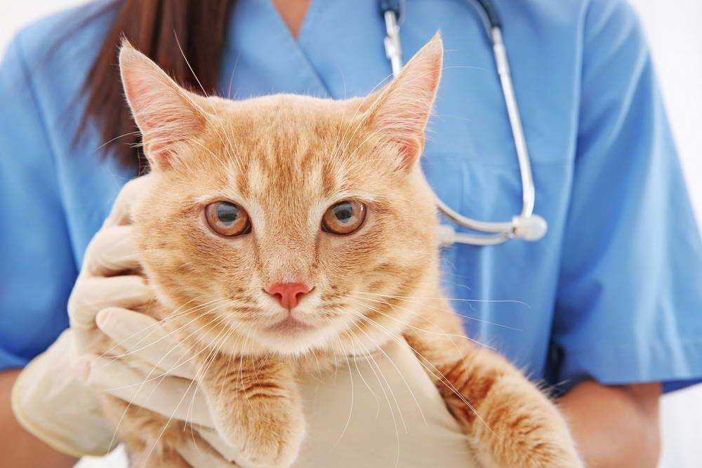 5 причин, почему у кота кровь в моче