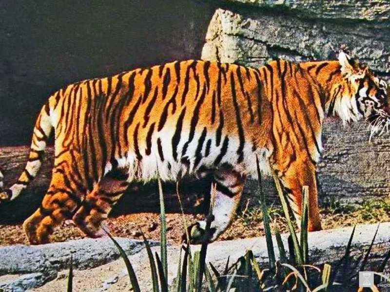 Сколько амурских тигров осталось на дальнем востоке|