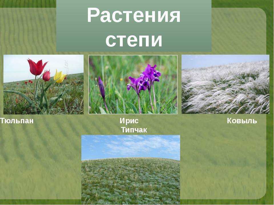 Растительный мир степи россии — от земли до неба